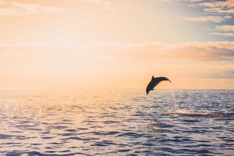 whale watching azoren