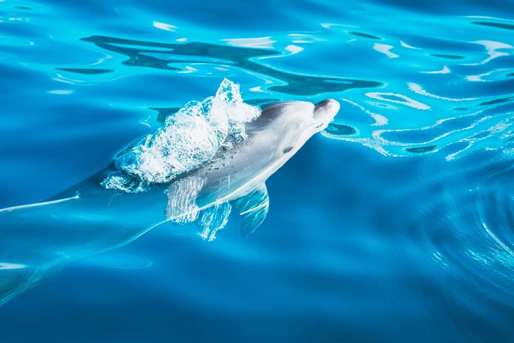 dolfijnen spotten azoren