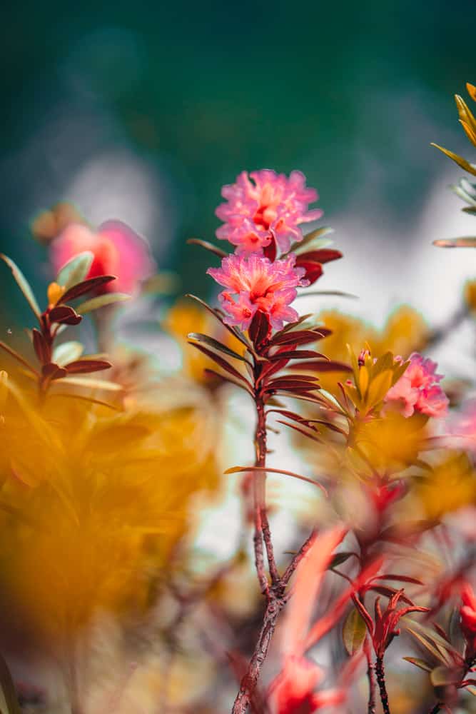 wandelen in zwitserse natuur