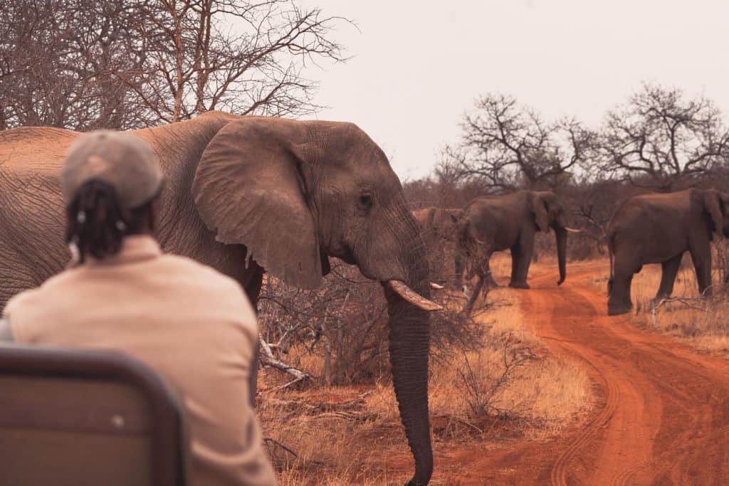 safari in krugerpark
