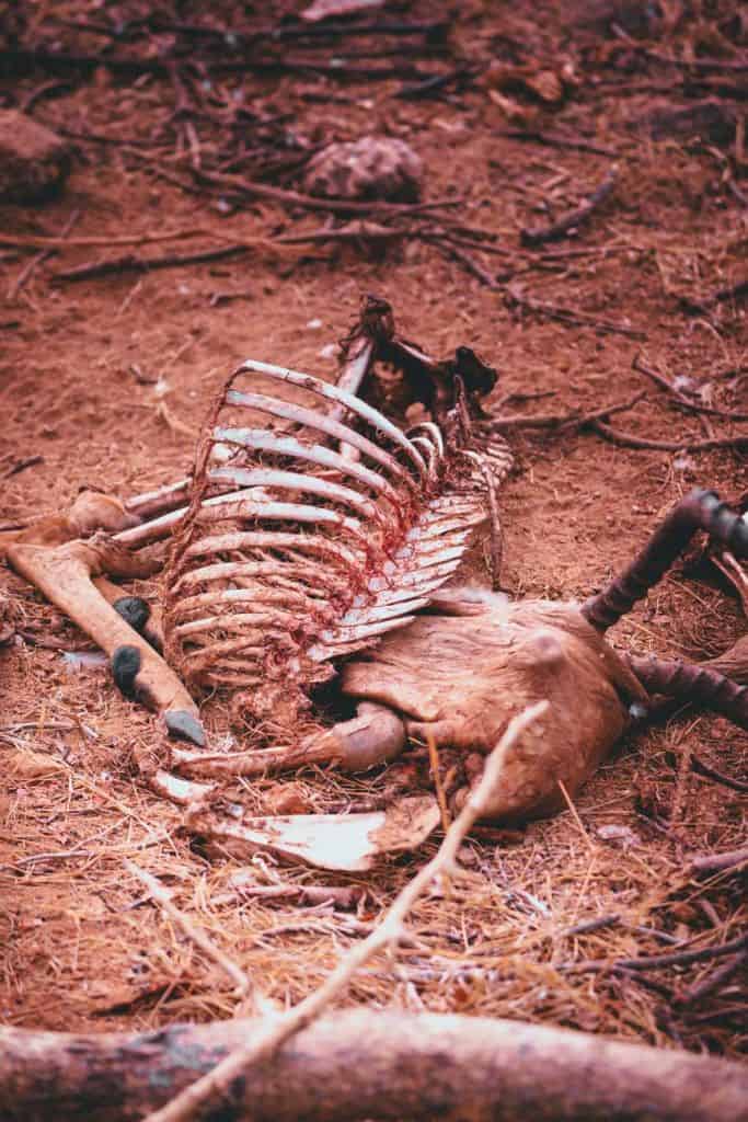 Een ontbonden karkas ligt op droge, bruine aarde in een tafereel dat doet denken aan een safari in Kruger. De ribbenkast en ruggengraat liggen bloot, met nog wat vlees en vacht aan de botten tussen de stokken, stenen en verspreide dennennaalden.