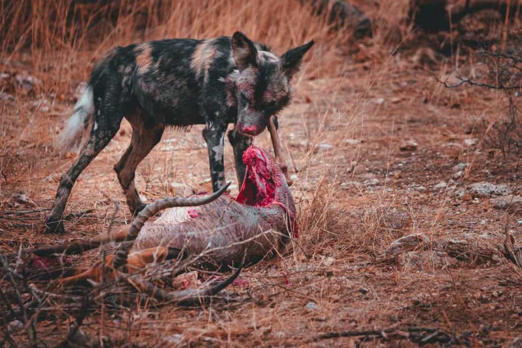 Een Afrikaanse wilde hond met gevlekte vacht staat over een gedeeltelijk aangevreten antilopenkarkas op droog, bruin gras in safarigebied Kruger. Zijn gezicht en bek zijn besmeurd met bloed terwijl hij zich voedt met de blootgelegde ribbenkast en organen van zijn prooi.
