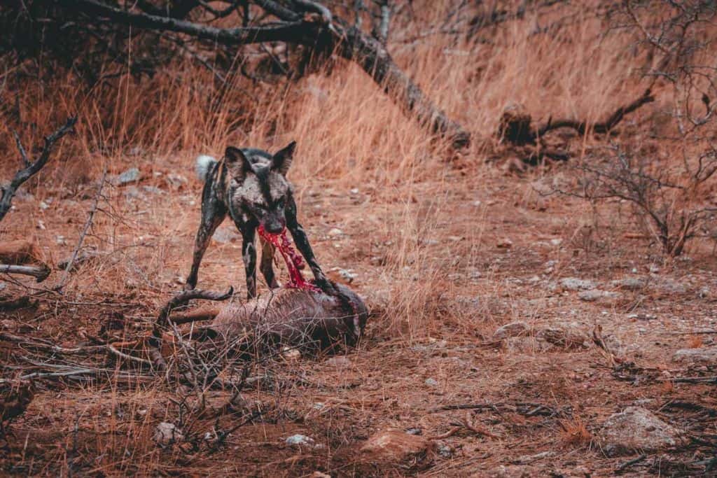 Een wilde hond met gevlekte vacht staat over een karkas in droog, bruin gras en trekt aan rood vlees. Bladerloze takken en verspreide rotsen suggereren een dor Kruger safarigebied in de savanne of het bos.