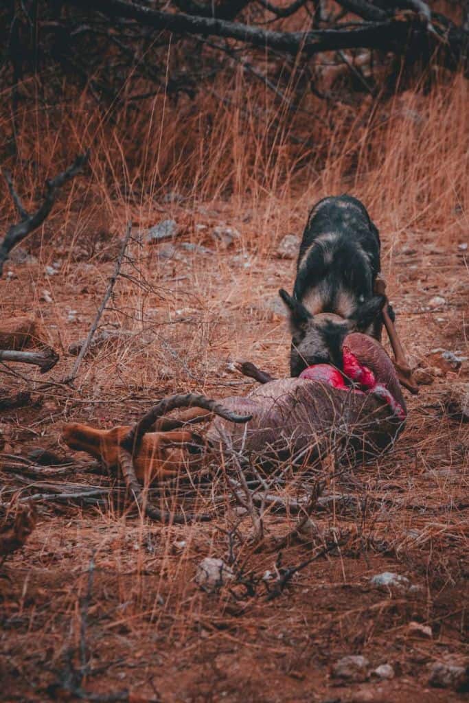 Een wilde hond voedt zich met het karkas van een grote antilope die op droog, bruin gras en aarde ligt in een ruig safarilandschap van Kruger. Het lichaam van de antilope is gedeeltelijk aangevreten en bebloed terwijl de hond zijn kop over het blootliggende vlees laat zakken.