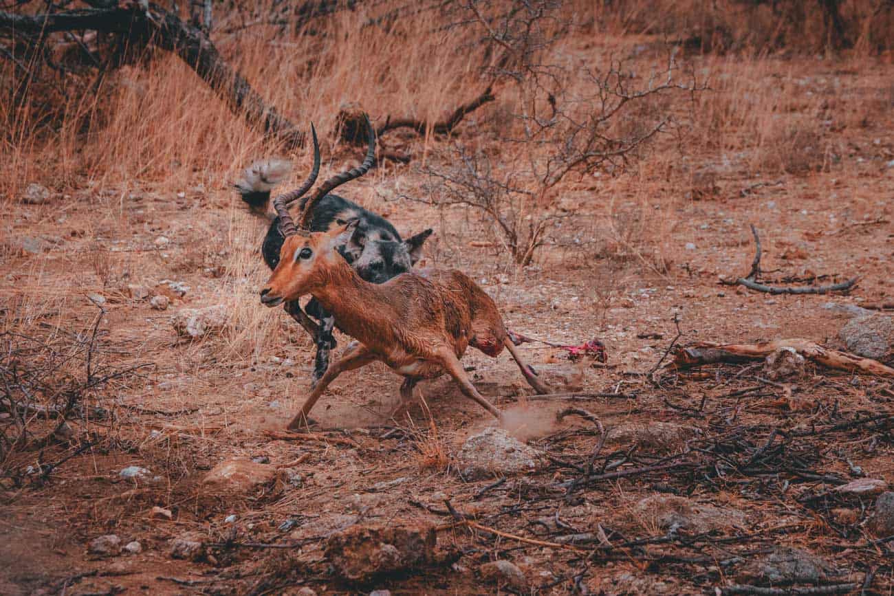 wildlife fotografie
