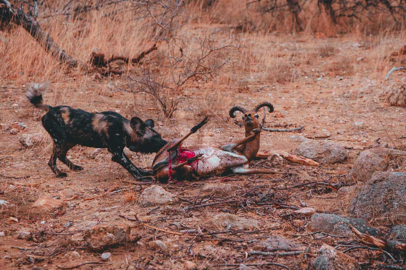 kill zuid afrika natuur safari