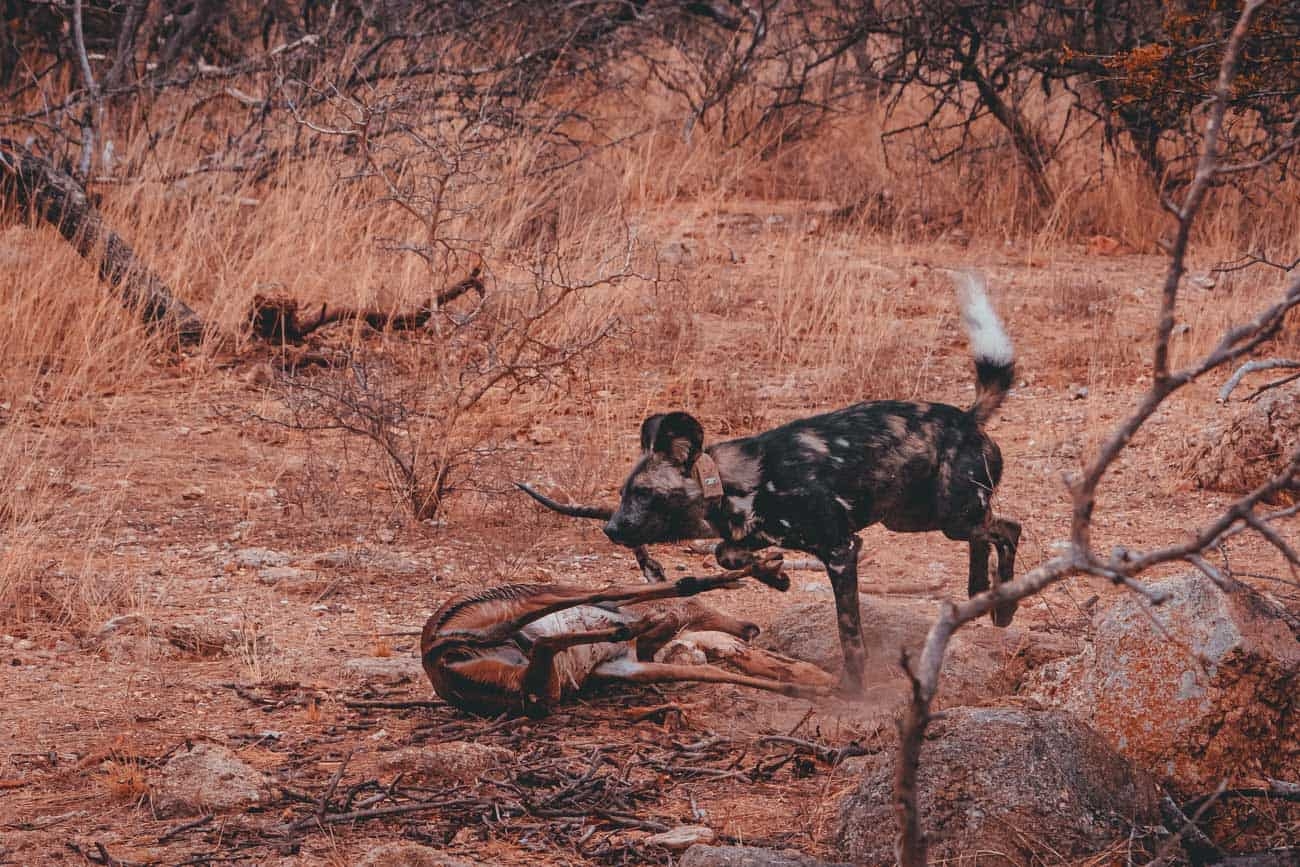 jager en prooi safari zuid afrika
