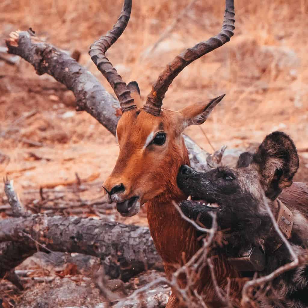 gazelle opgegeten