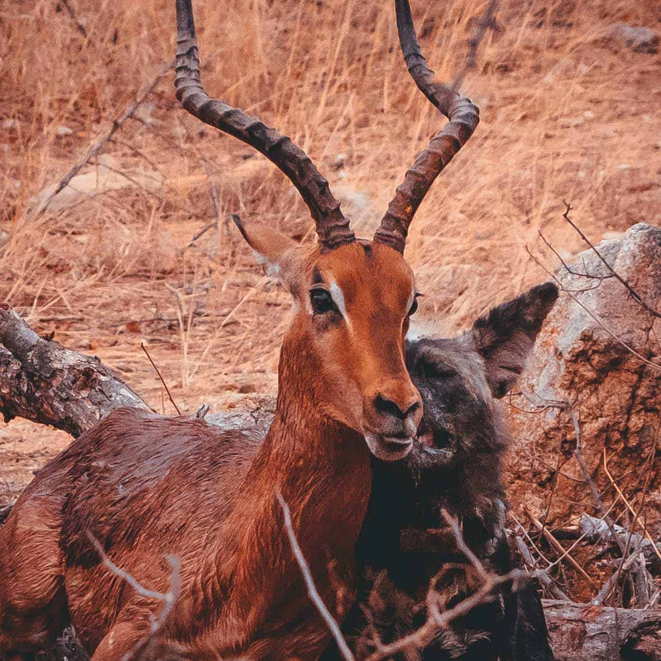 wild dog en impala