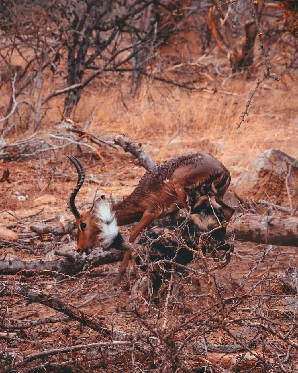 impala kill zild dogs