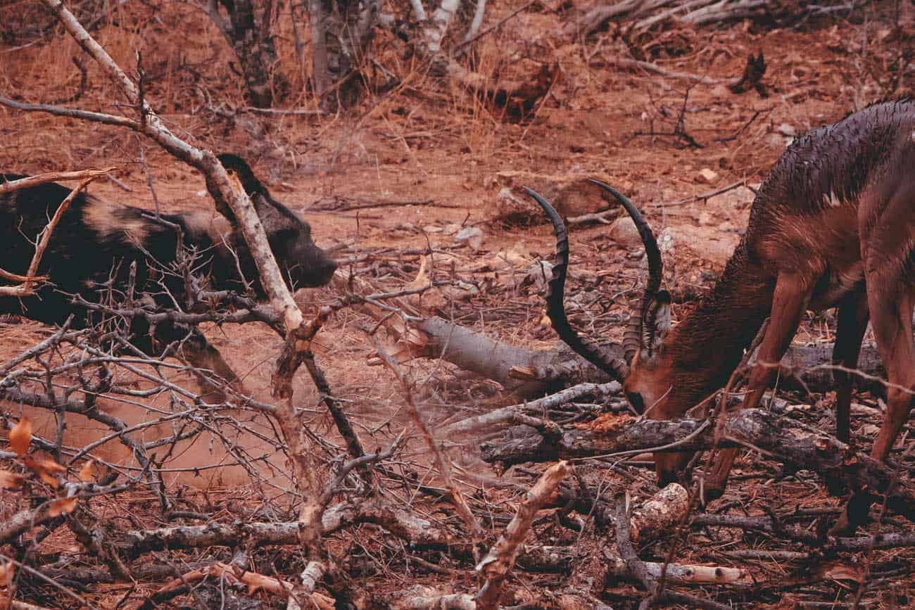 wild dog vs impala