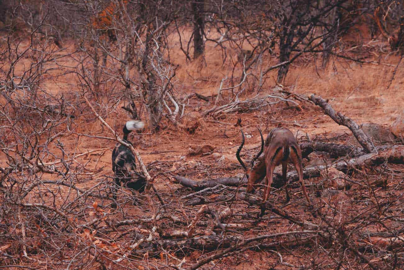wild dog kill