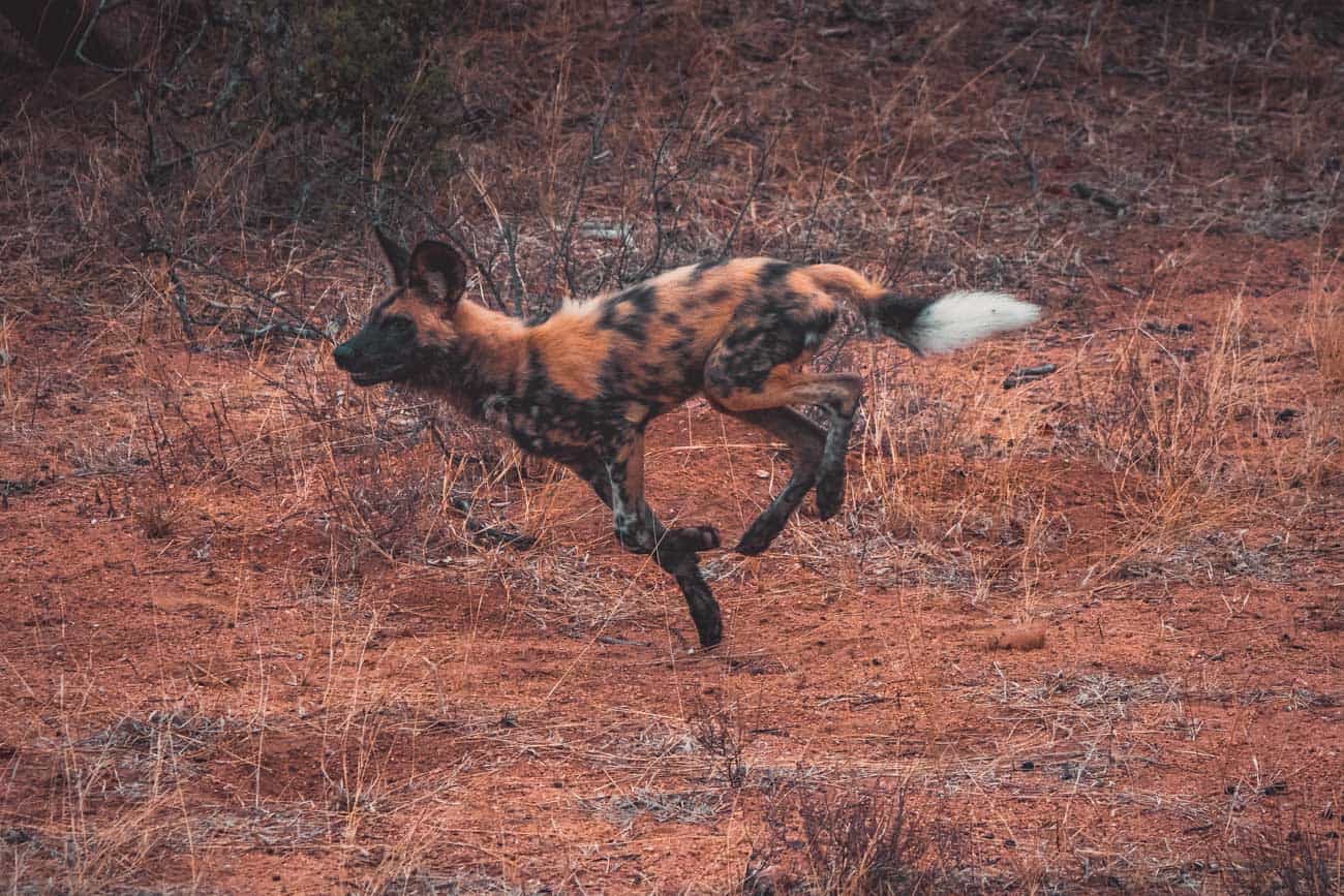 wilde honden zuid afrika