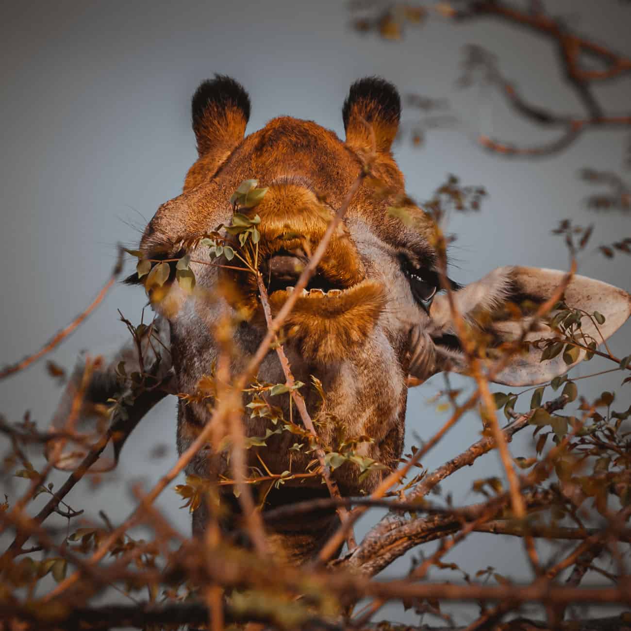 safari kruger park