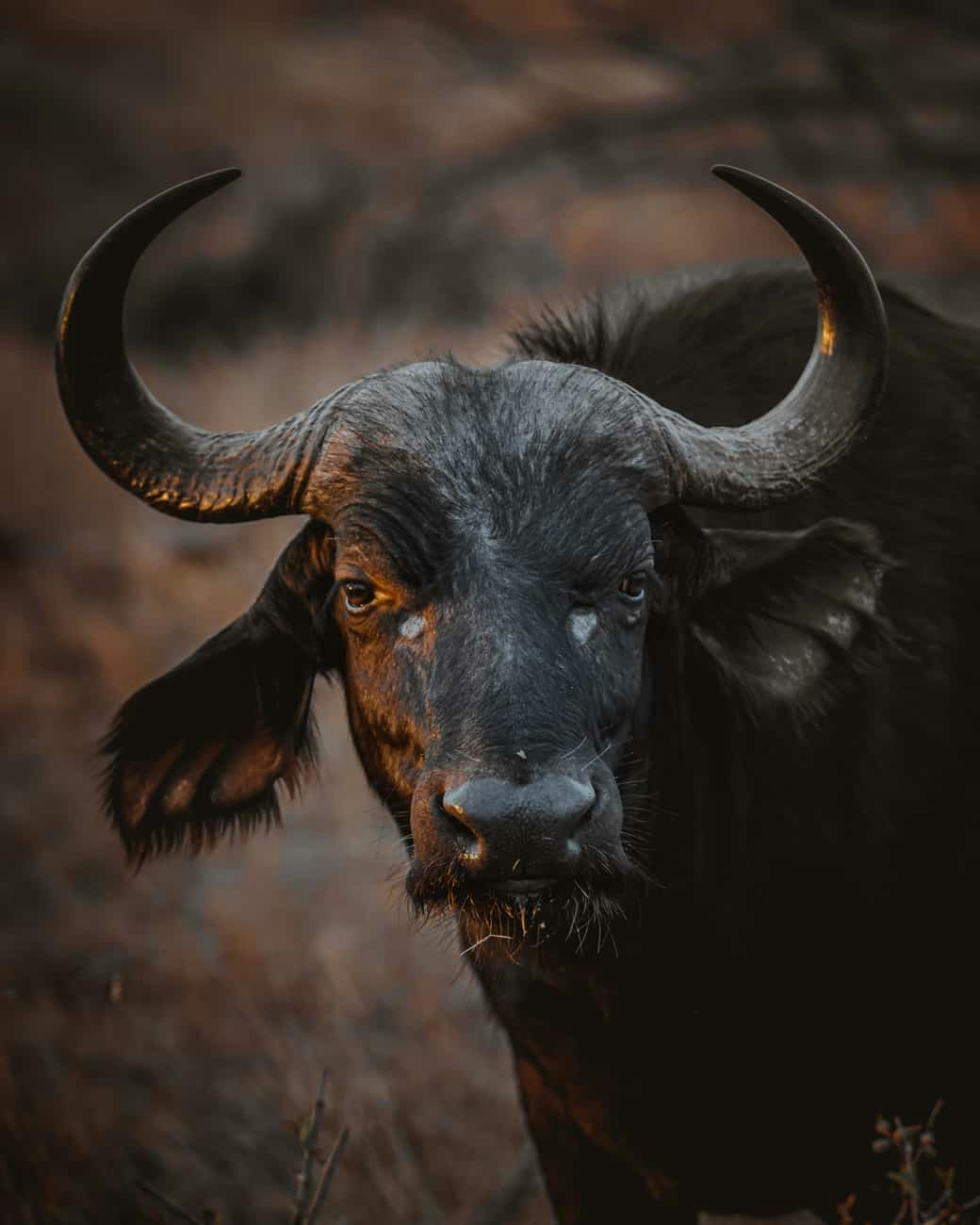 buffels safari