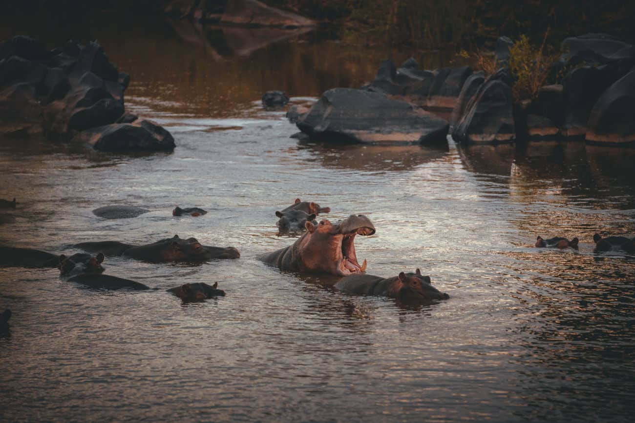 nijlpaarden krugerpark