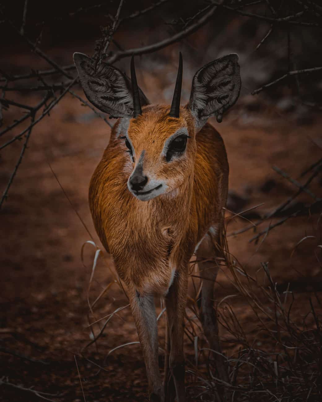 mooiste safaritocht zuid afrika