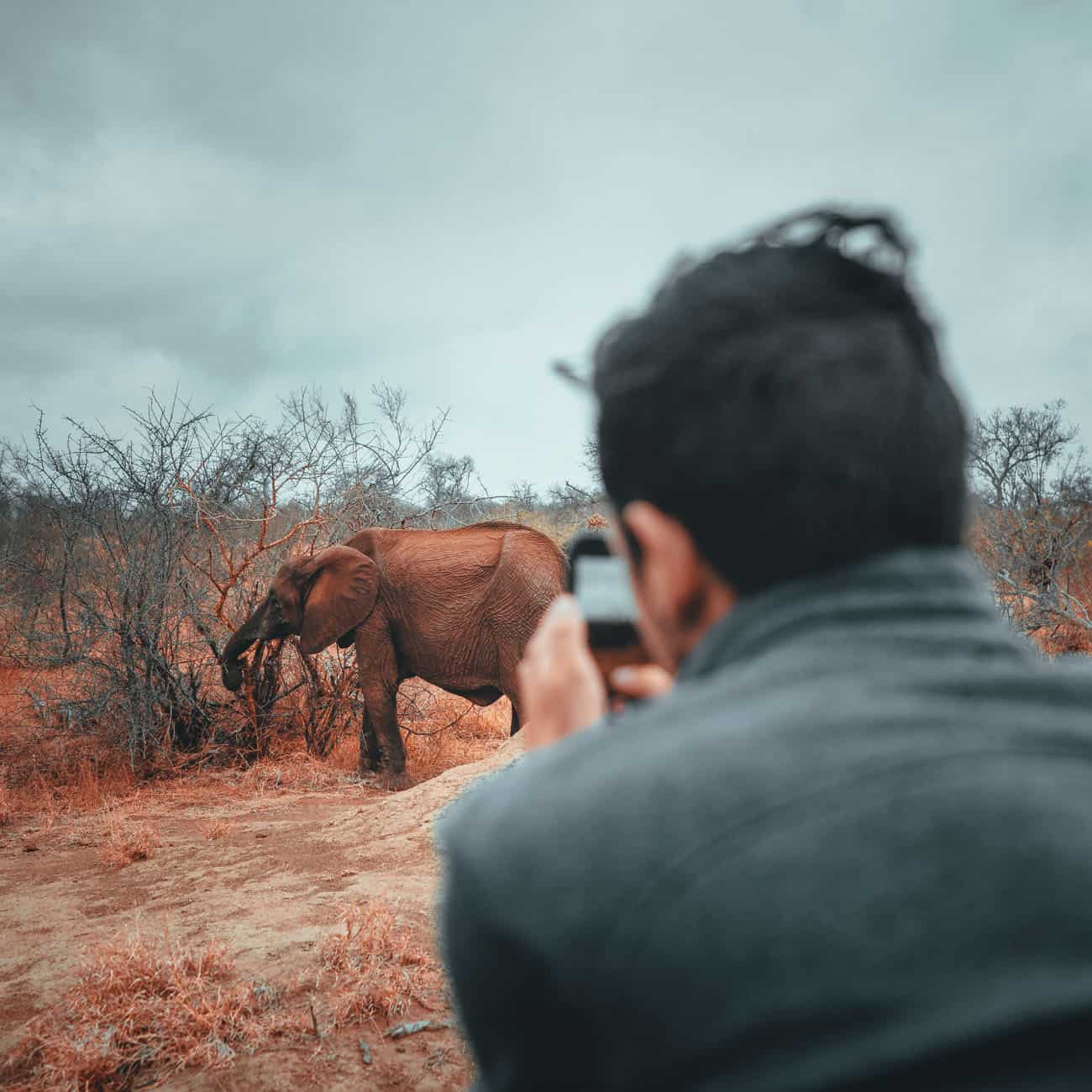 zuid afrika safari