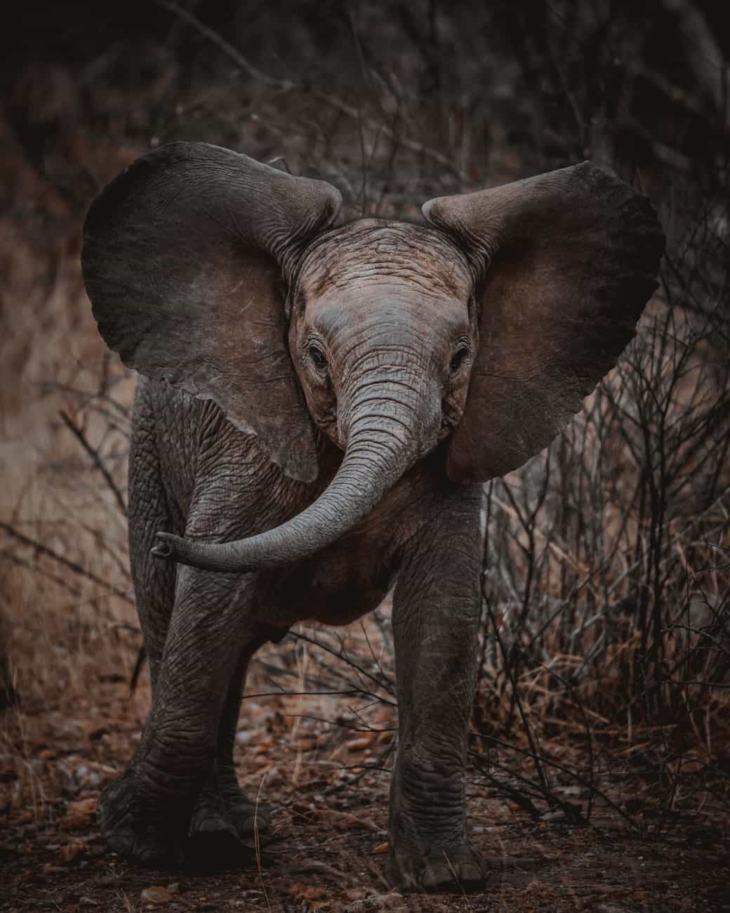 safari in kruger
