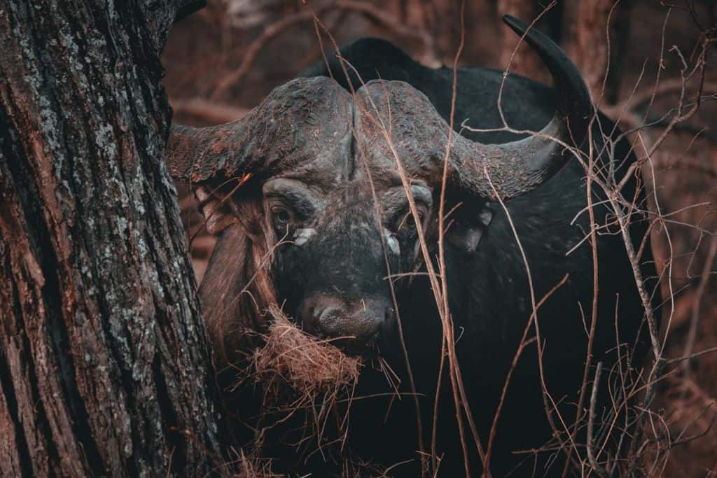 buffels spotten kruger park