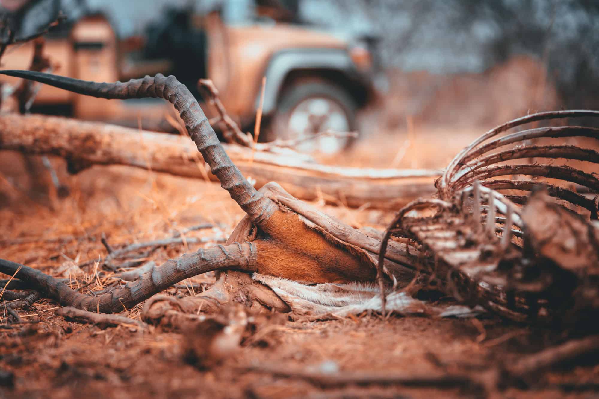 Safari in Krugerpark in Zuid-Afrika, een wreed maar uniek moment. Of niet?