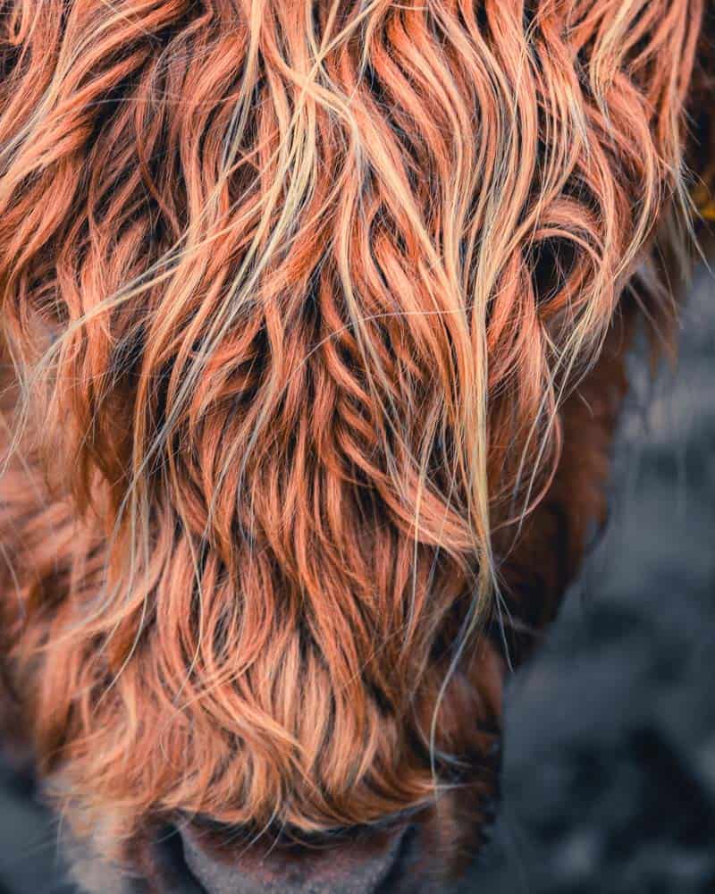 highland cow landschaps fotografie schotland