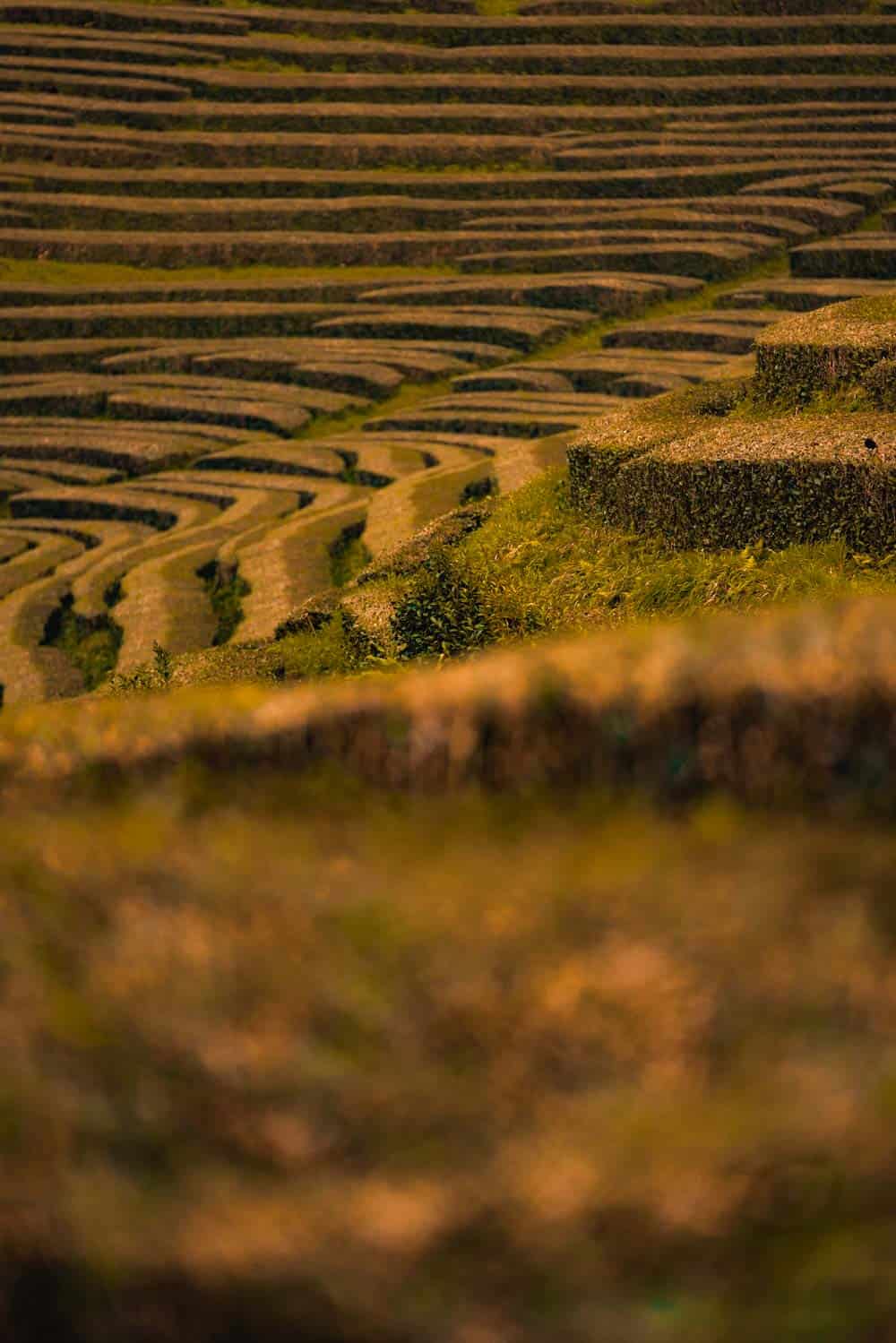che gorreana tea plantage