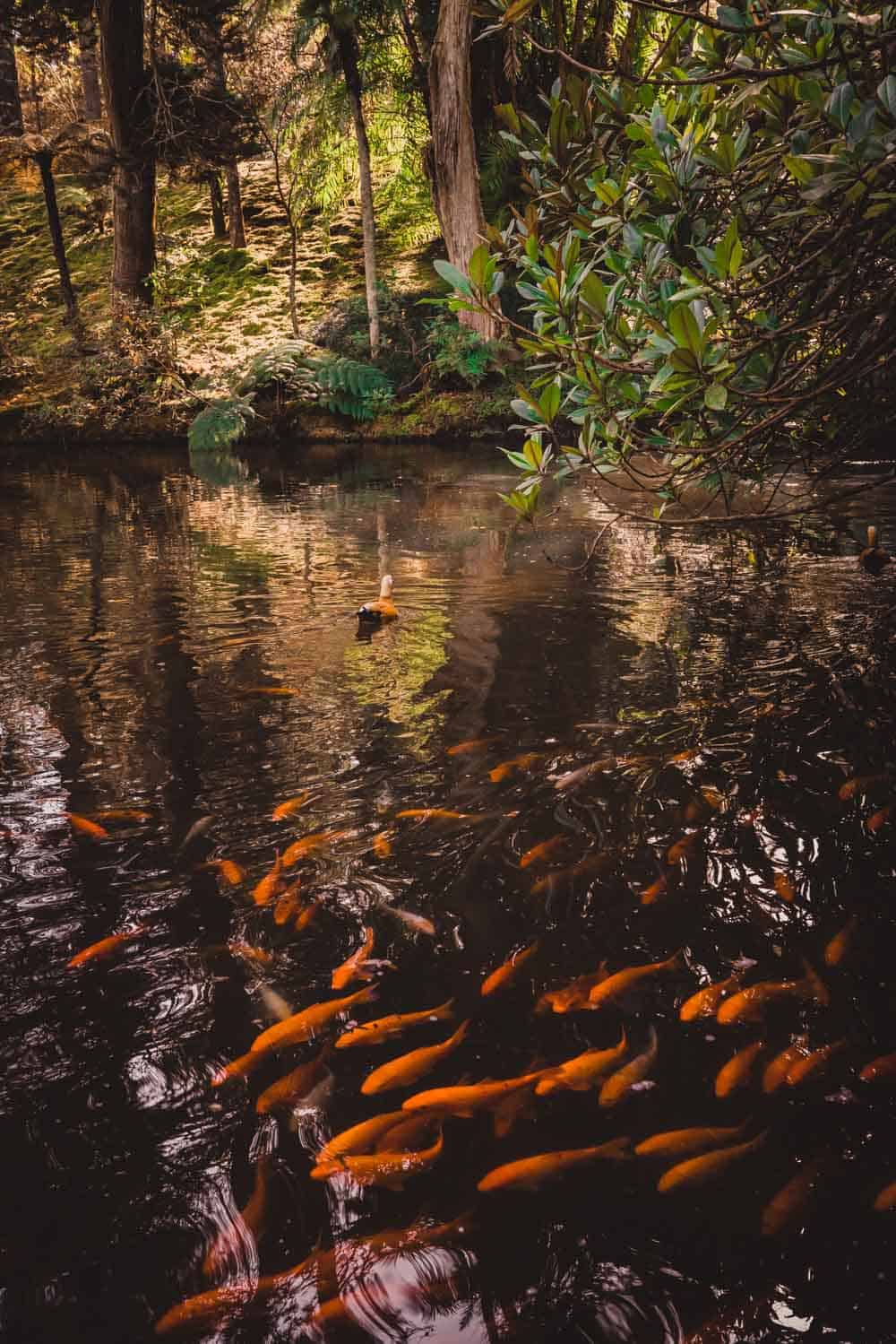 botanische tuin furnas azoren