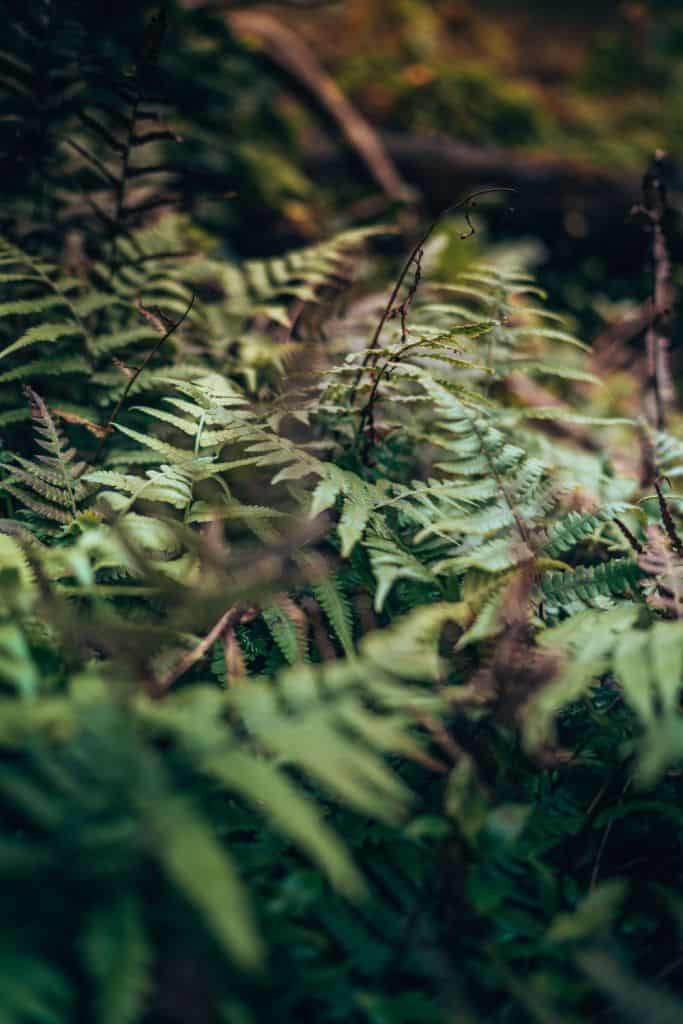wandelen in de azoren