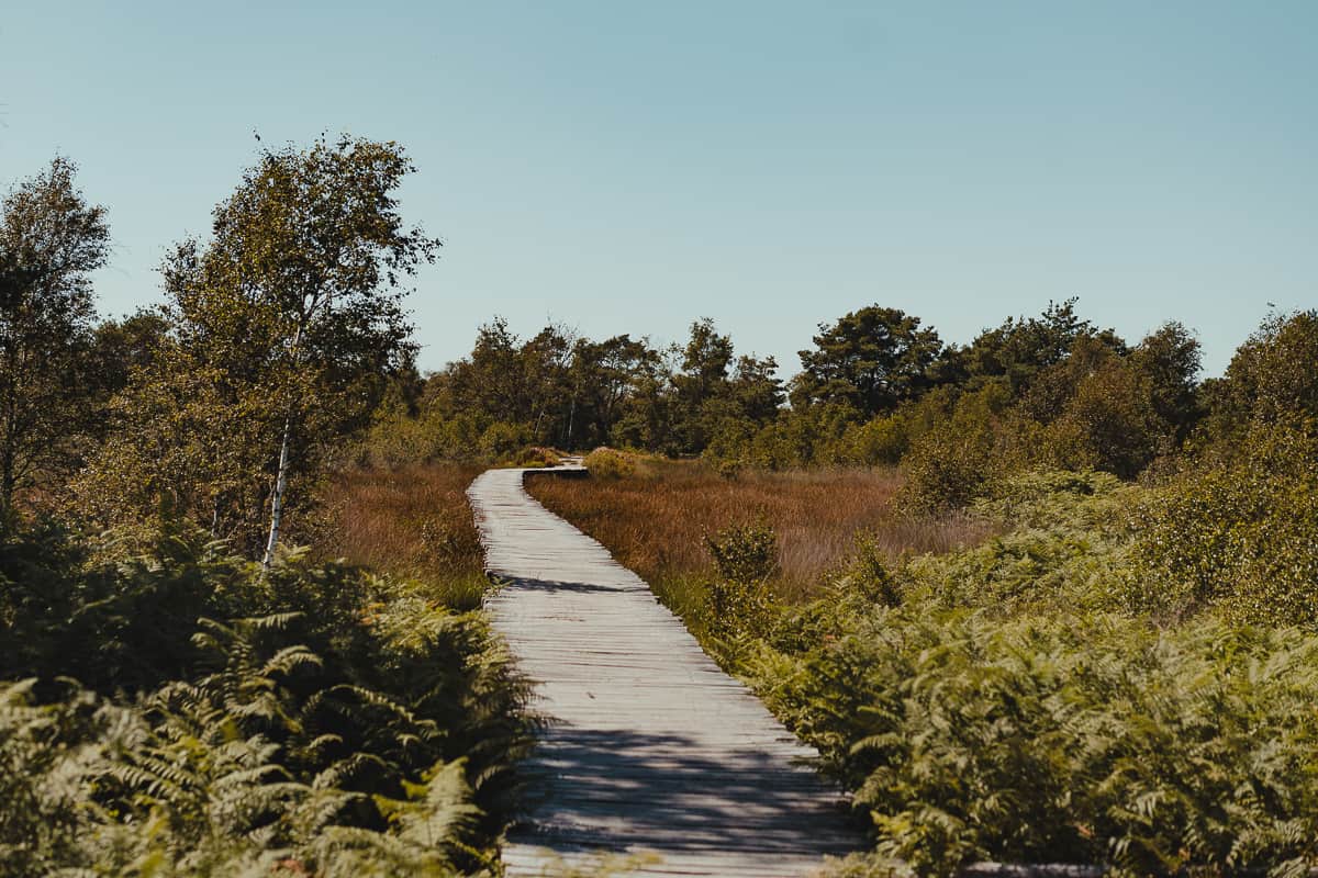 Een houten promenade slingert door weelderige, wilde vegetatie in Nederland, perfect om te wandelen of te fietsen. Het leidt naar een veld met hoge grassen onder een helderblauwe hemel en versmalt in de verte tussen groene varens en spaarzame bomen op een zonnige dag.