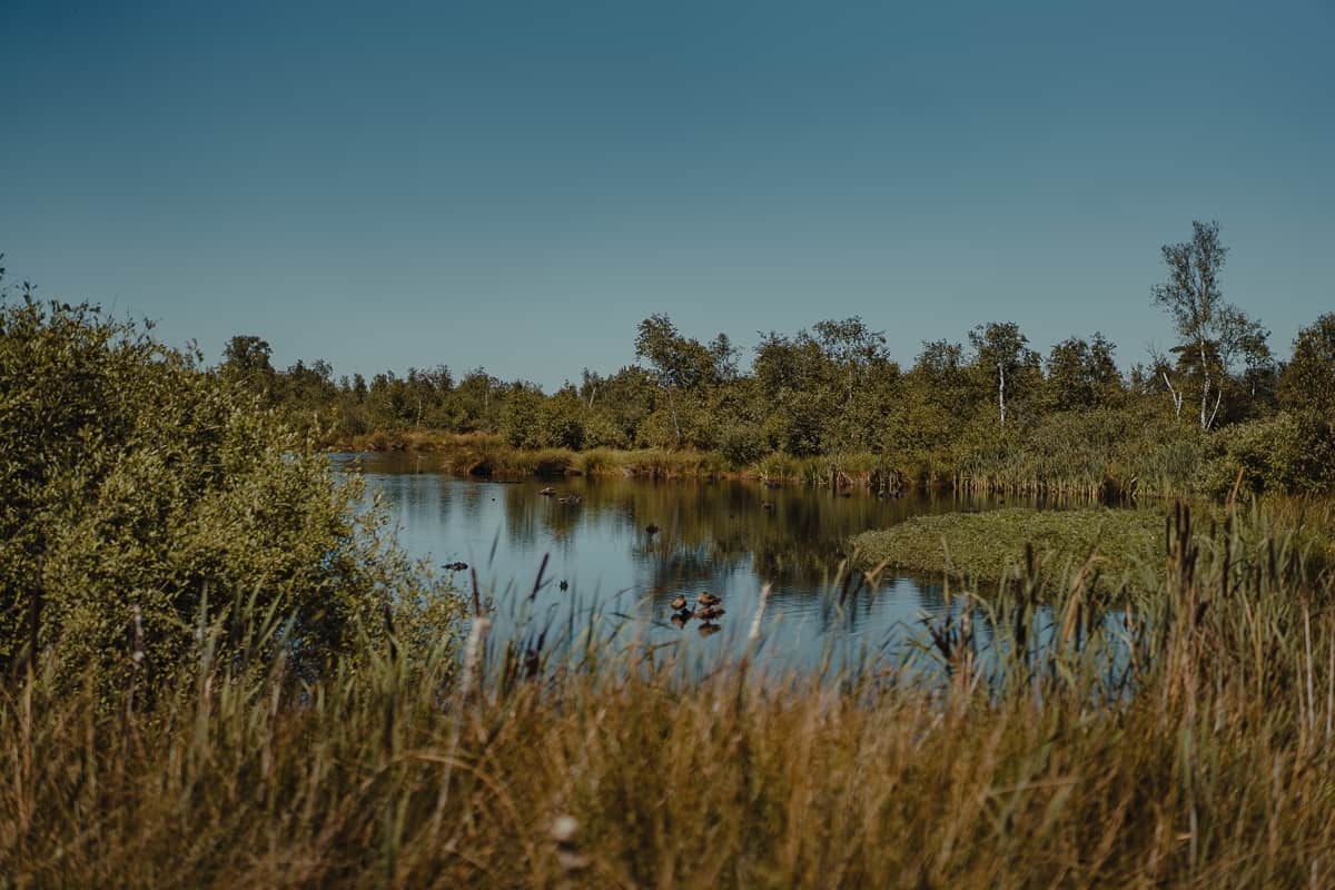 waar best vogels spotten grote peel