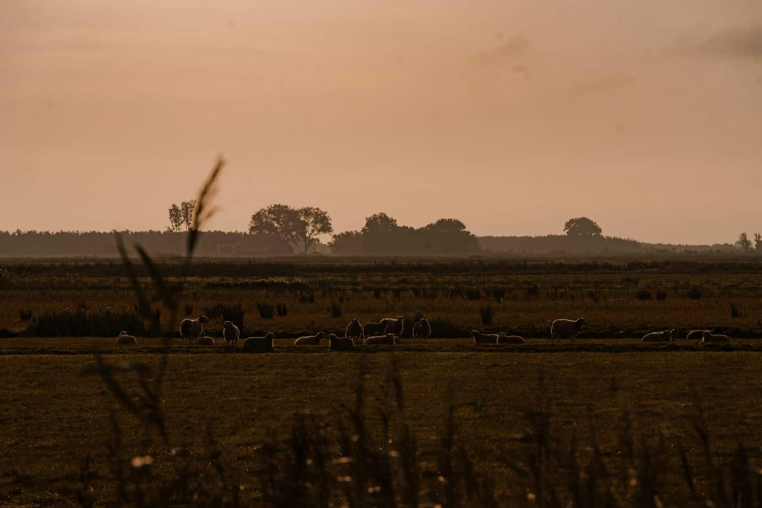 zonsopgang biesbosch