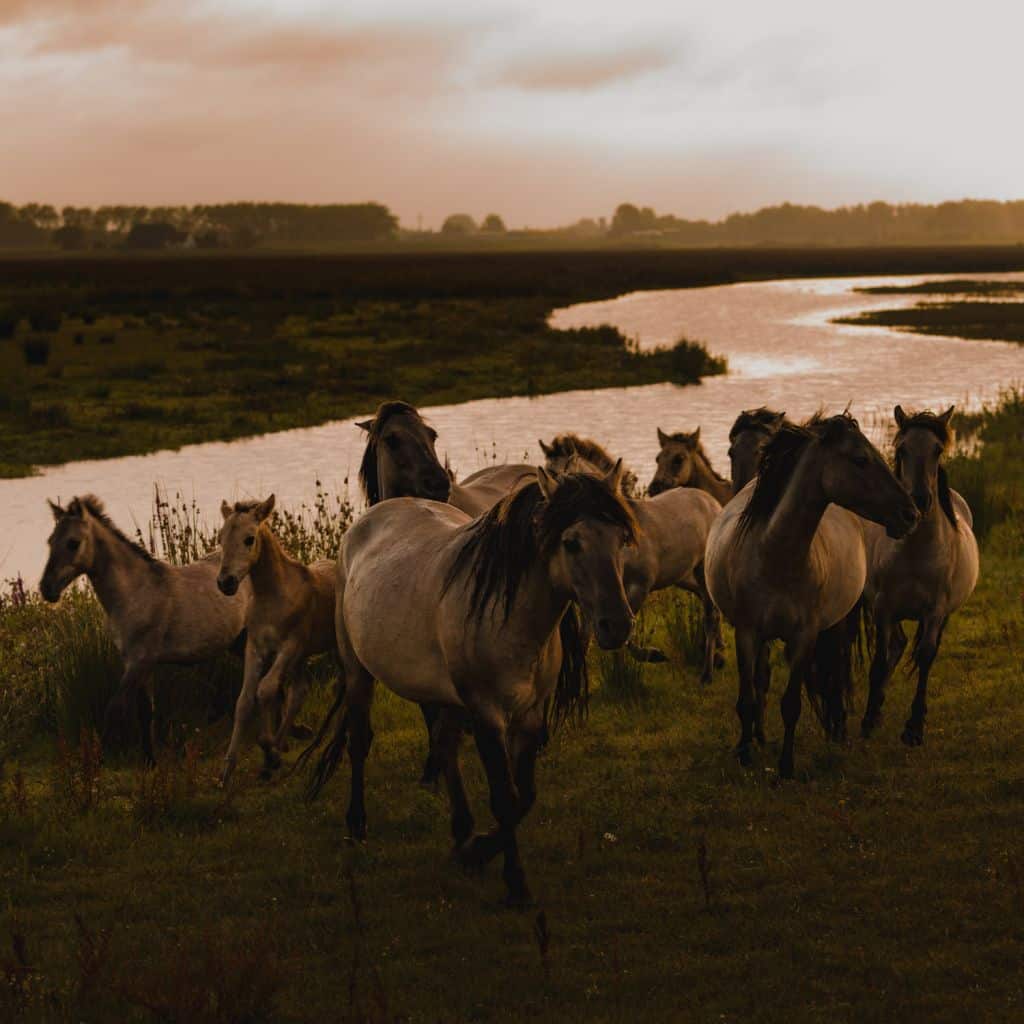 wilde paarden biesbosch