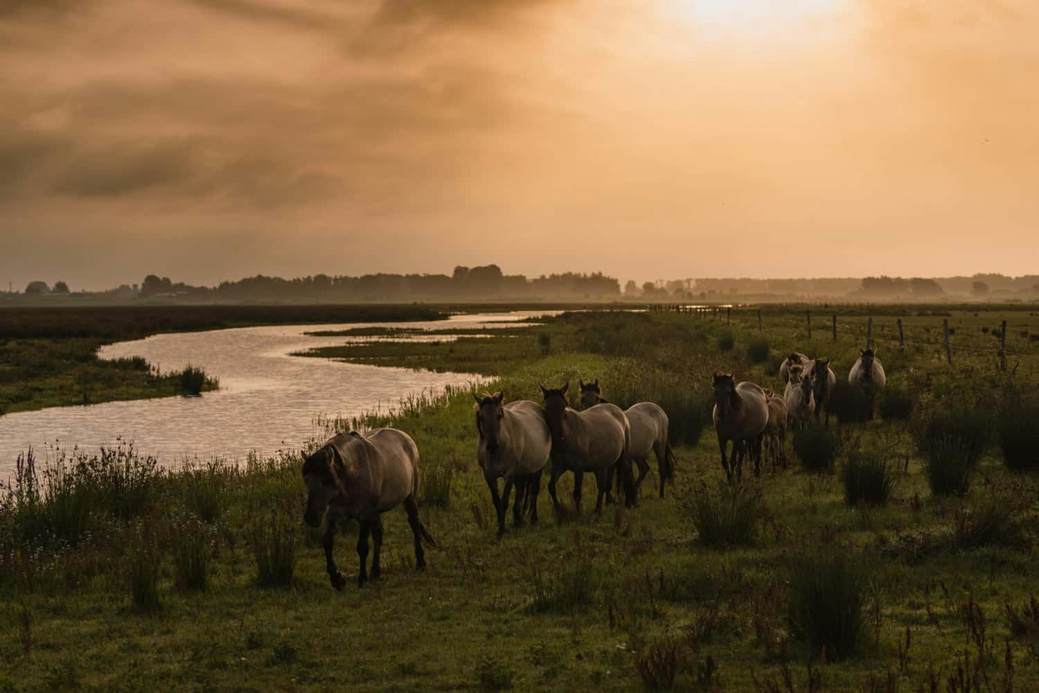 wilde paarden spotten in nederland