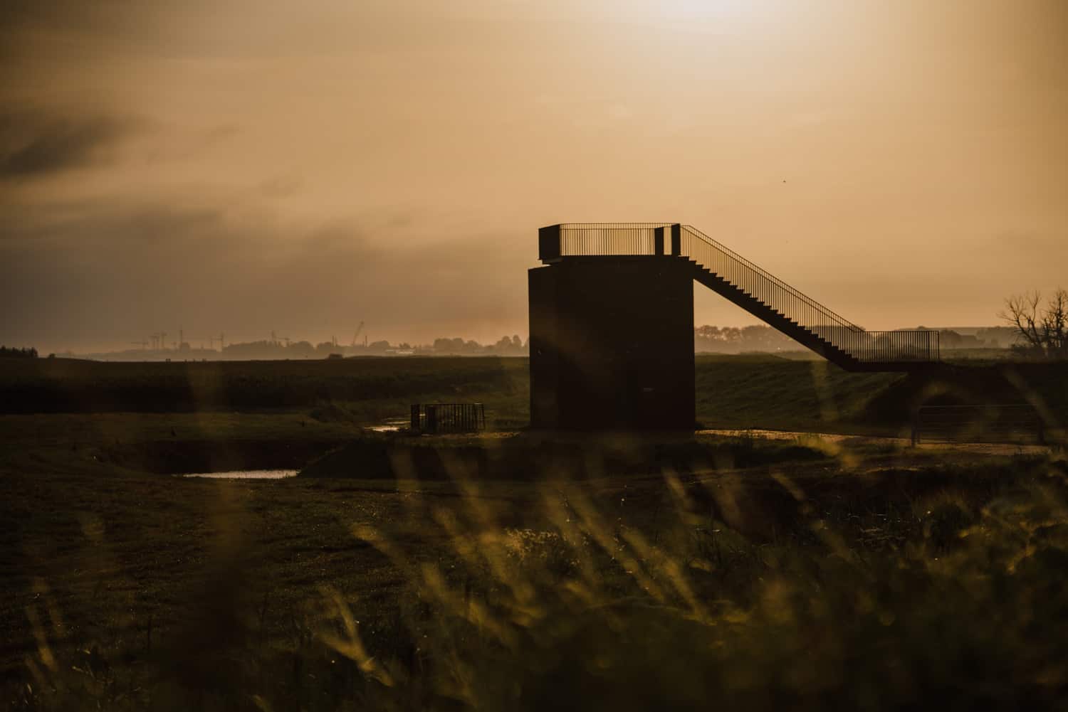 biesbosch bij zonsopgang