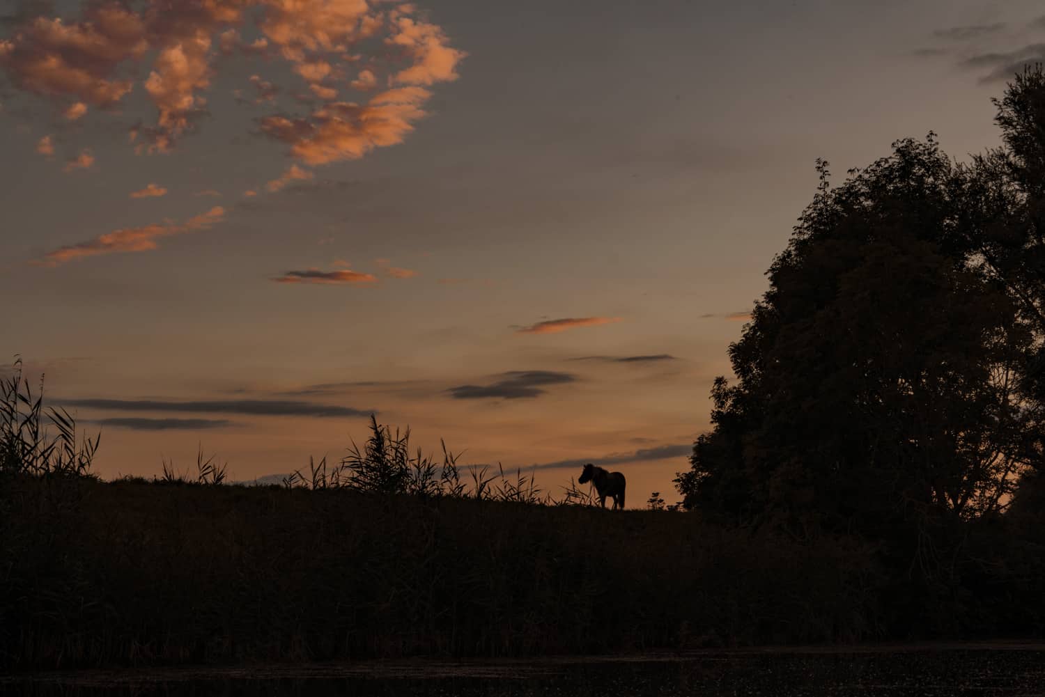 kanoen bij zonsondergang biesbos