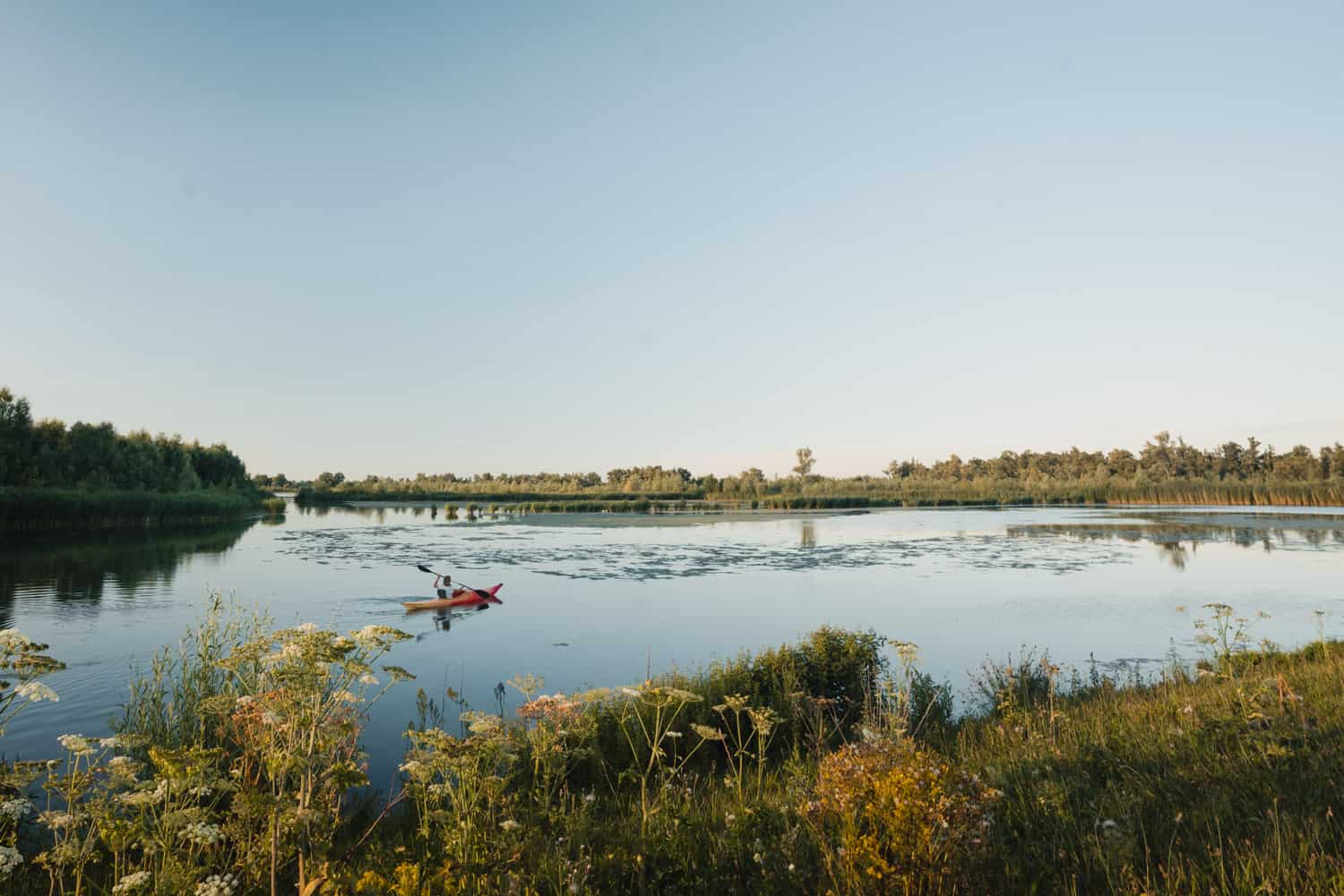 De waterrijke natuur van de Biesbosch in Nederland
