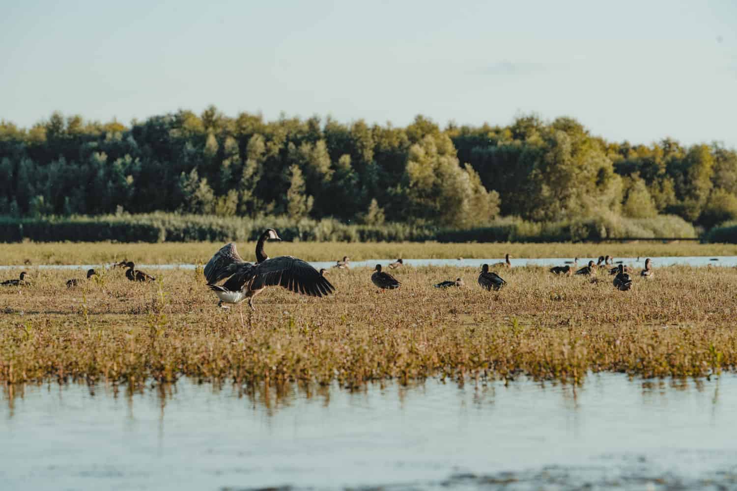 vogels spotten biesbosch