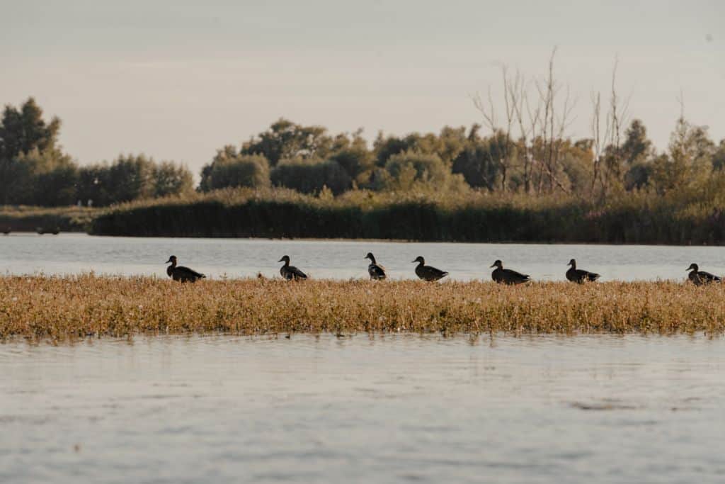 vogels biesbosch