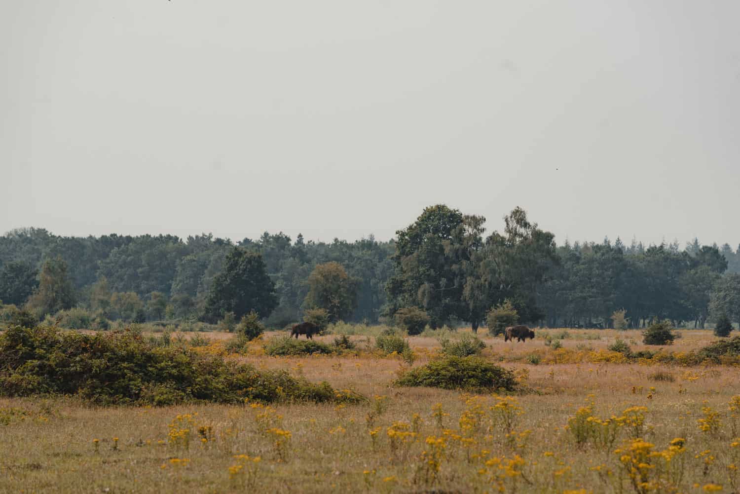 maashorst wandelen langs raster