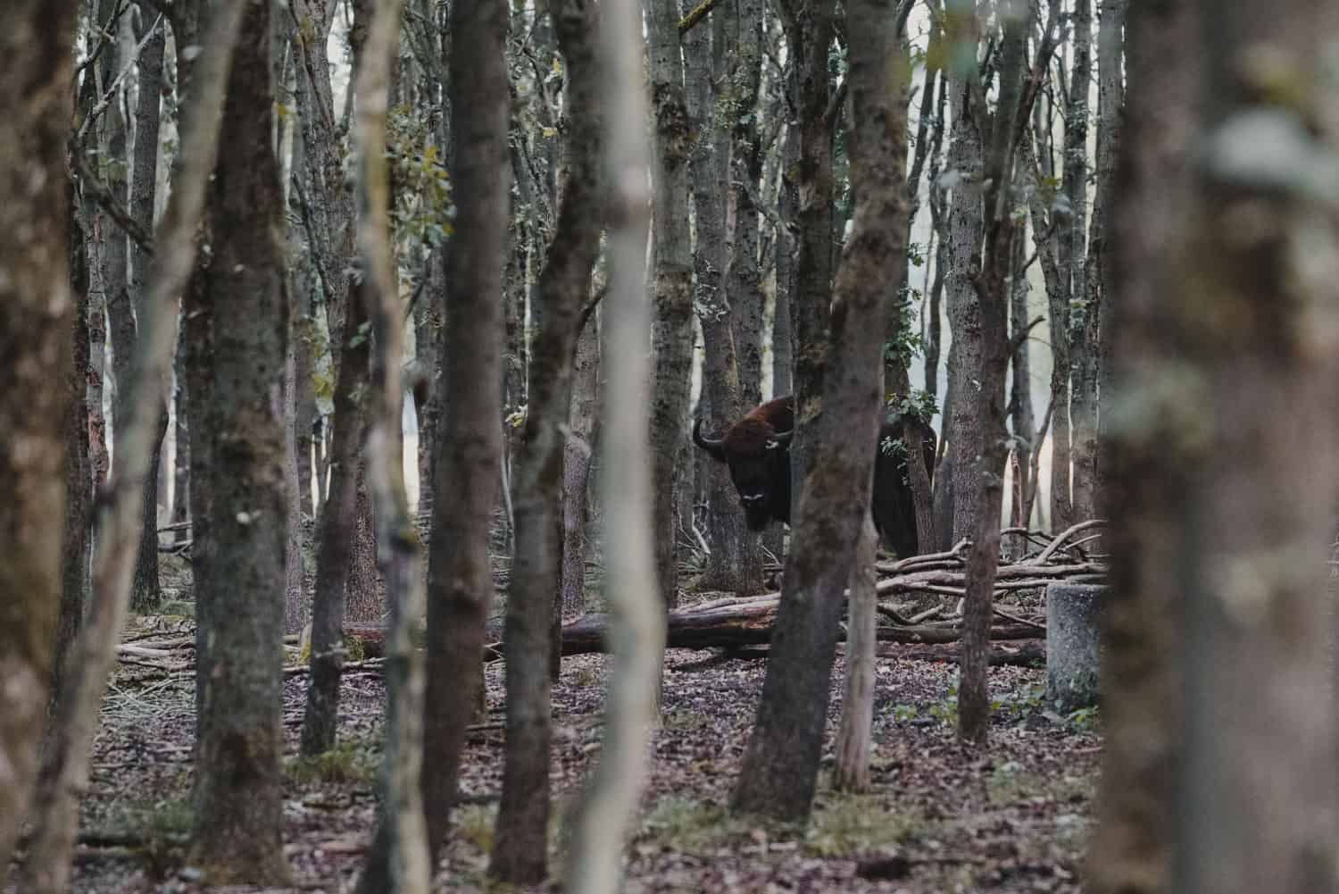 wizenten in maashorst