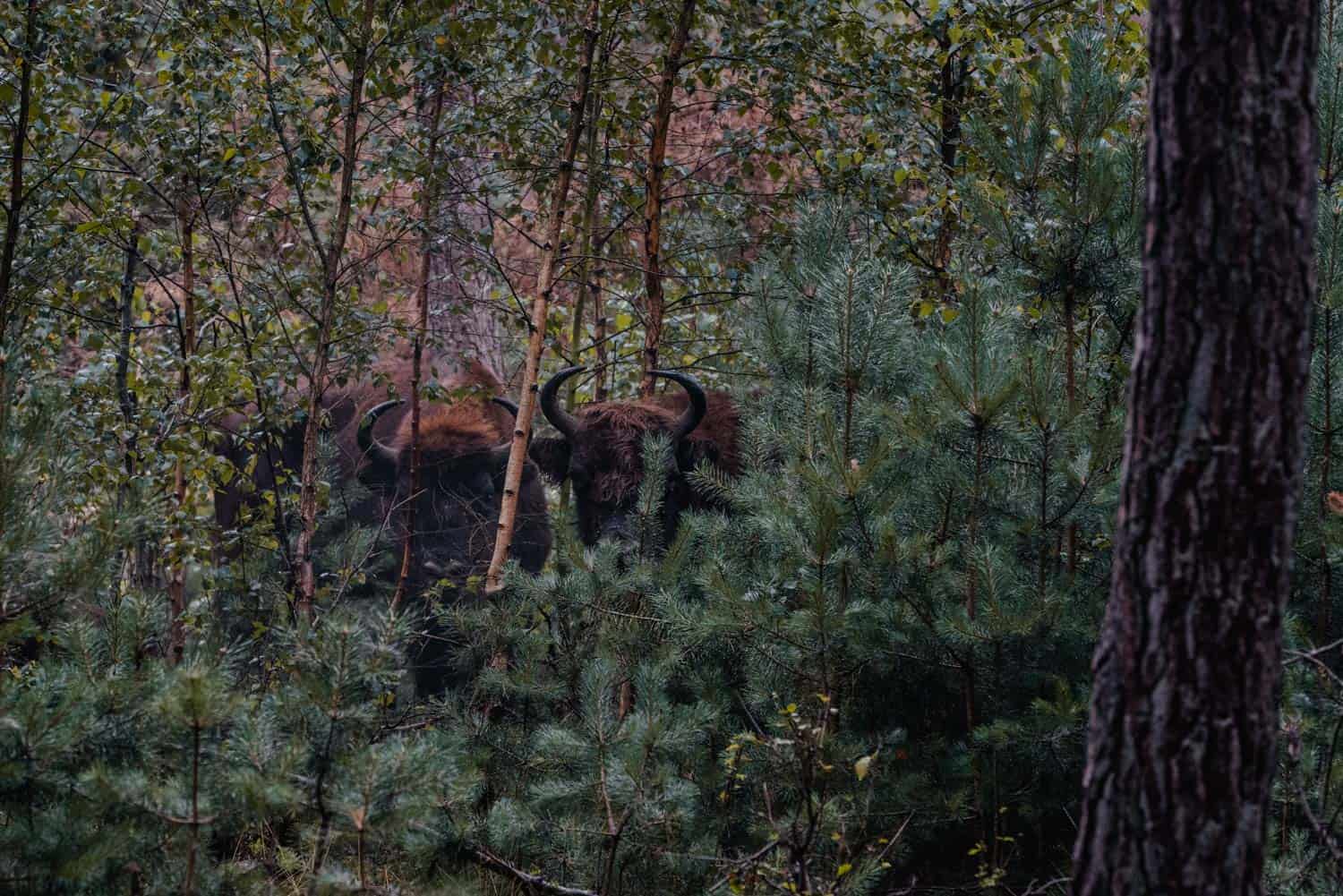 wizenten spotten maashorst nederland