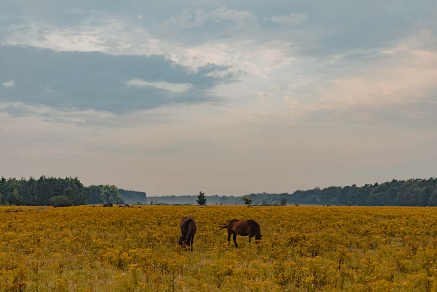 Twee bruine paarden grazen in een uitgestrekt geel veld met wilde bloemen onder een wolkenblauwe hemel in Nederland, omringd door groene bomen in de verte en fietsers die langs de beboste horizon fietsen, waardoor een vredig landelijk landschap ontstaat.