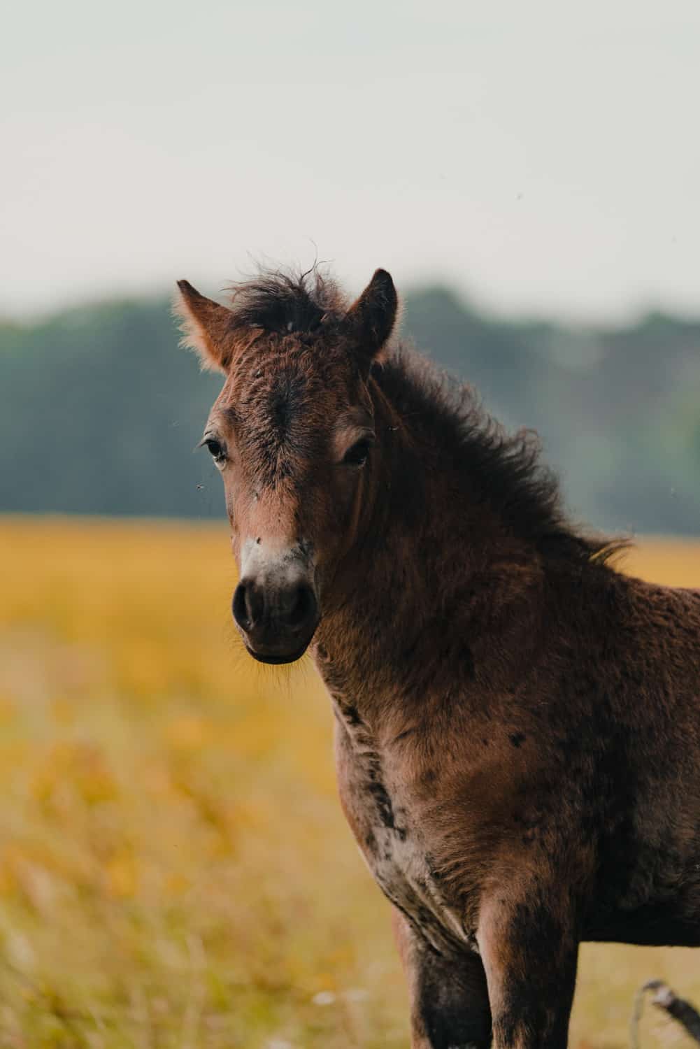 Een bruin veulen met donkere manen staat in een zonovergoten veld met geel gras in Nederland en kijkt recht in de camera. De zacht onscherpe achtergrond, perfect voor fietsen, heeft groene bomen en een bleke lucht die het paard op de voorgrond accentueren.