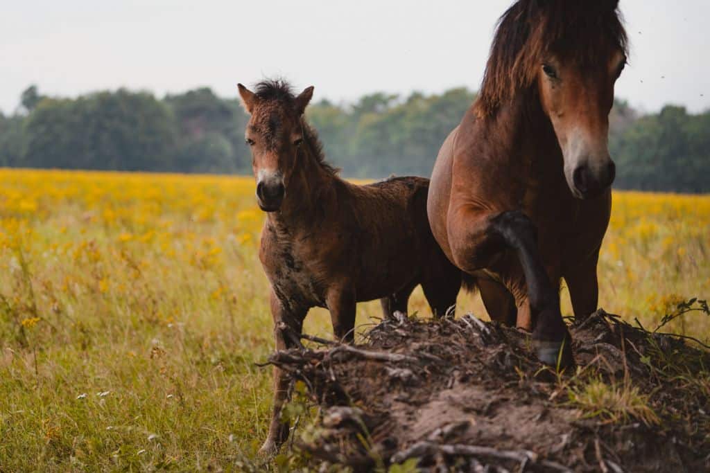 exmore ponies in maashorst
