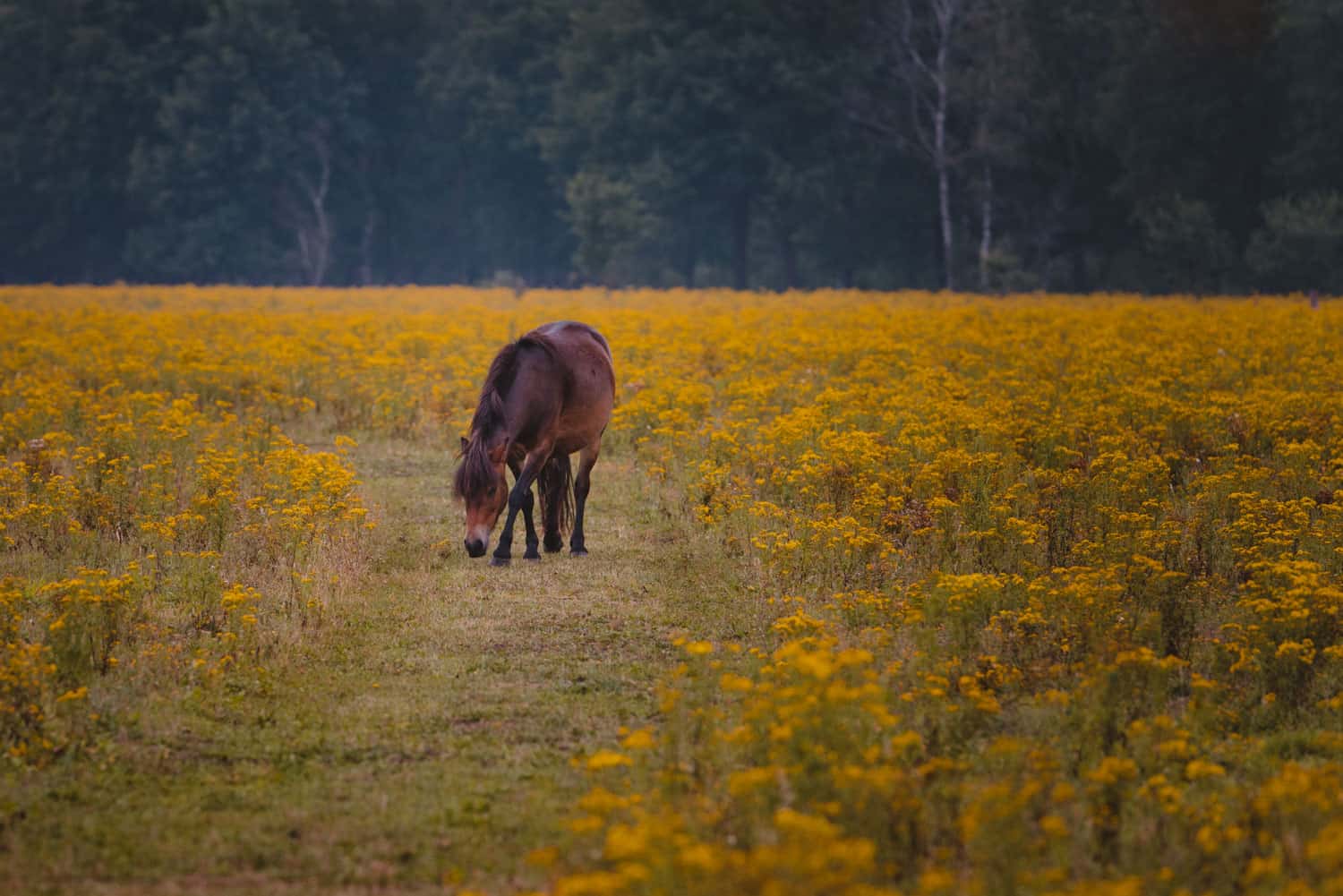 maashorst wildlife spotten