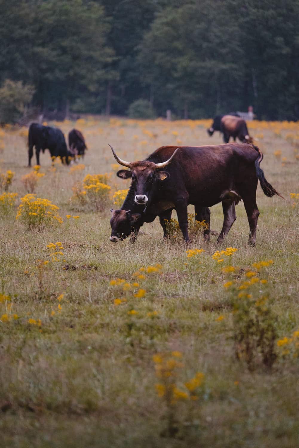 wilde koeien in maashorst