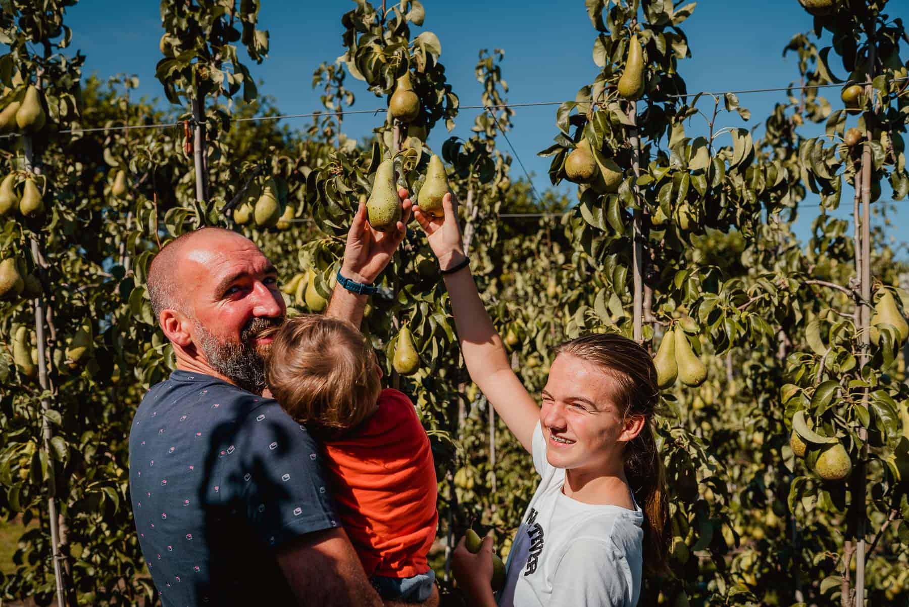 perenhoeve berckelaer