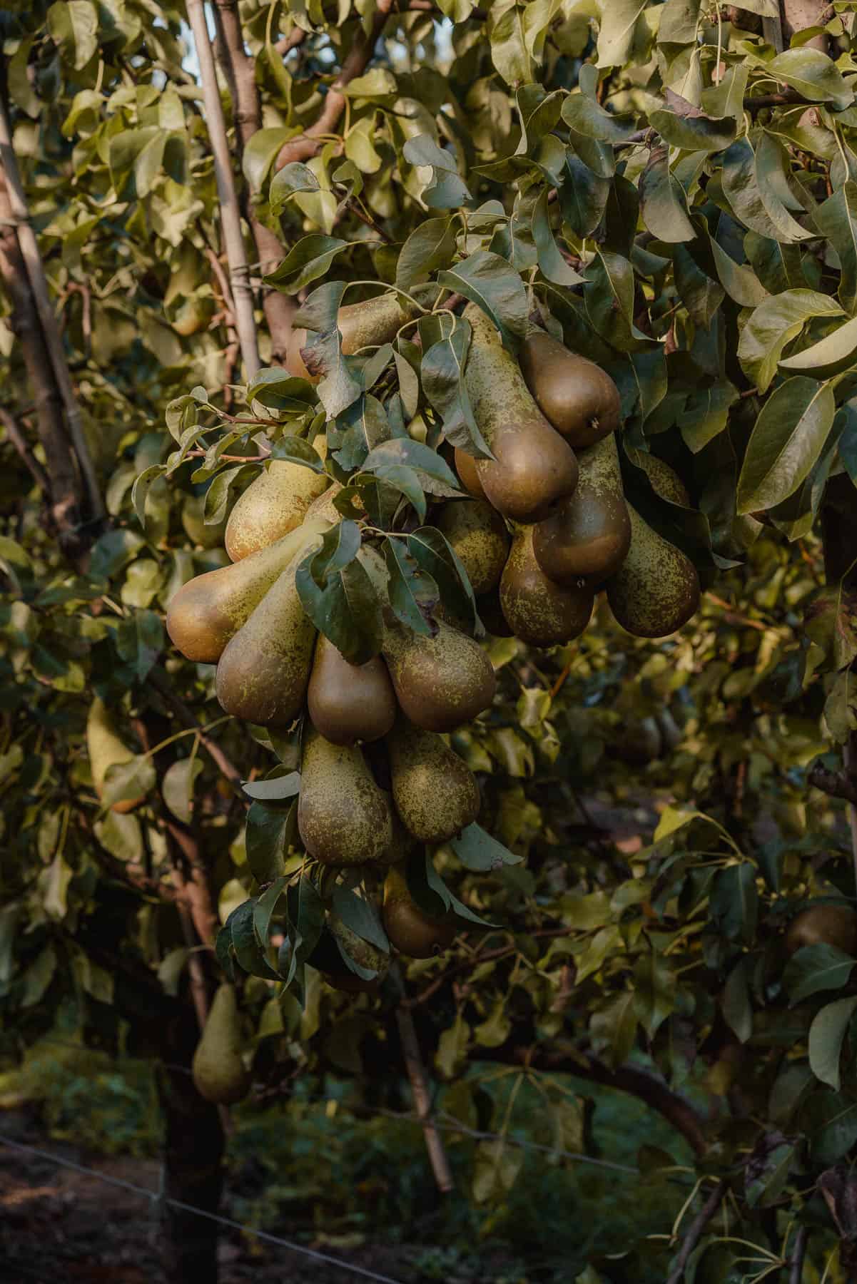 peren plukken
