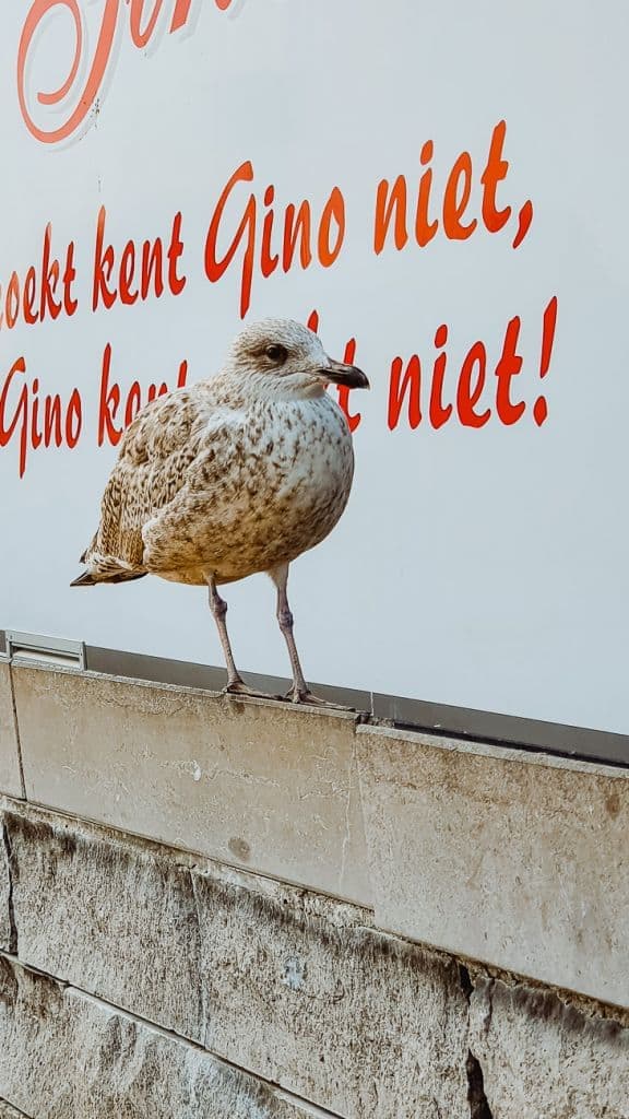 zeemeeuw vismarkt oostende
